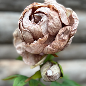 Konstblomma Pion Brown Caffe Latte