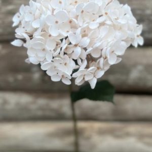 Konstblomma Hortensia Vit/beige