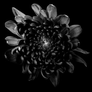 Blackened Dahlia