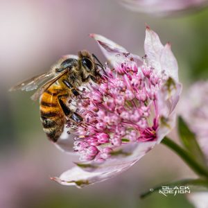 Buzzy-buzzy
